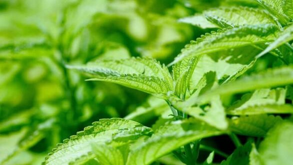 Quiet vein nettle