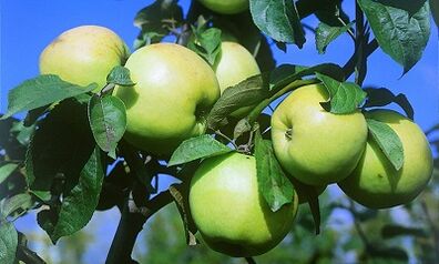 Apple infusion for treatment of varicose veins